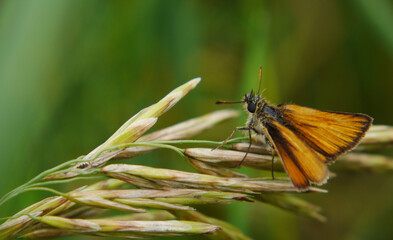 Close-up of a orange skipper butterfly resting on the seed pods on a sweet grass plant with a green blurred background.