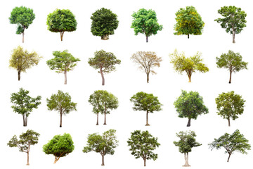 Isolated big tree on white background ,The collection of trees.Large trees database Botanical garden organization elements of Asian nature in Thailand, tropical trees isolated used for design,
