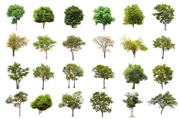 Fotobehang Isolated big tree on white background ,The collection of trees.Large trees database Botanical garden organization elements of Asian nature in Thailand, tropical trees isolated used for design, © Gan