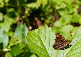Close-up of a brown and orange eastern comma brush-footed butterfly resting on a tree leaf in the forest on a bright sunny day with a blurred background.