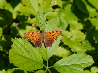 Close-up of a brown and orange eastern comma brush-footed butterfly resting on a tree leaf in the...