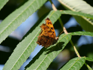 Close-up of a brown and orange eastern comma brush-footed butterfly resting on a tree leaf in the...
