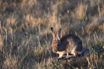 Little Hare in Playful Mood