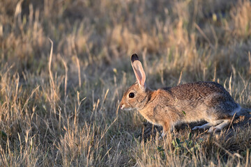 Little Hare in Playful Mood