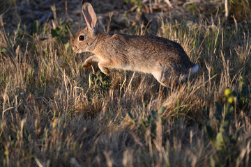 Fototapeta premium Little Hare in Playful Mood
