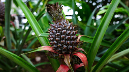 パイナップル 果実