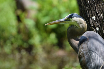 Great Blue heron