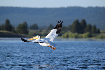 Pelican in flight