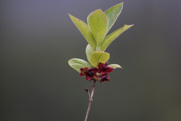 Deep red flowers