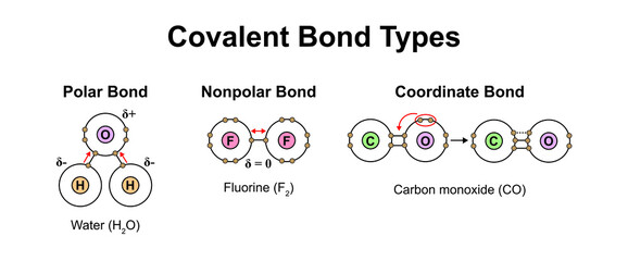 Scientific Designing Of Covalent Bond Types. Polar, Nonpolar And Coordinate Bonds Types. Colorful Symbols. Vector Illustration. - obrazy, fototapety, plakaty