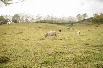 Fototapeta premium Toro, Vaca y Campo