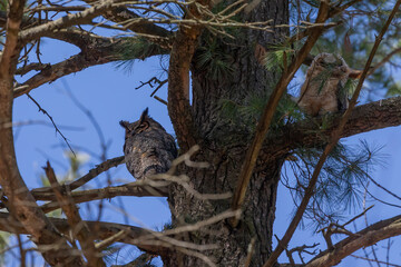 Female  Great horned owl (Bubo virginianus)  with adult juvenile