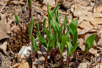 Wild Ramps - wild garlic ( Allium tricoccum), commonly known as ramp, ramps, spring onion,  wild leek, wood leek.  North American species of wild onion. in Canada, ramps are considered rare delicacies