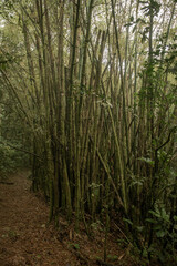 Naturaleza en la selva de Dominicana