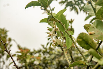 Naturaleza en la selva de Dominicana