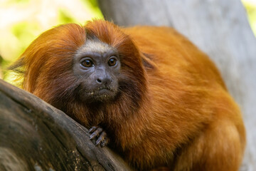 Golden Lion Tamarin Monkey in captivity (Leontopithecus rosalia)