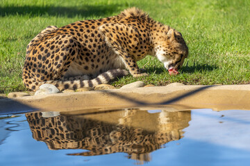 Captive Cheetah feeding on meat in an Australian Zoo (Acinonyx jubatus)