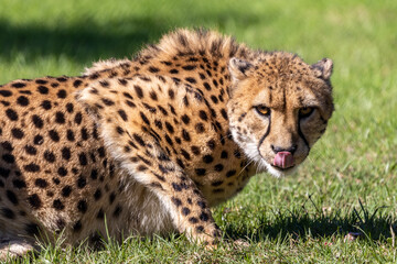 Close up of captive Cheetah (Acinonyx jubatus)