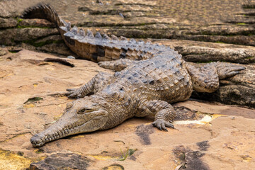 Obraz premium Australian Freshwater Crocodile 