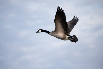 Canada goose (Branta canadensis) in flight. Natural scene from Wisconsin.