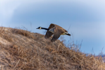 Canada goose (Branta canadensis) in flight. Natural scene from Wisconsin.