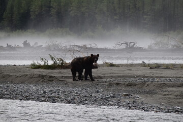 grizzly bear in Alaska with foggy background