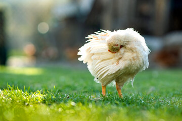 Hen feed on traditional rural barnyard. Close up of chicken standing on barn yard with green grass. Free range poultry farming concept.
