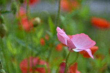 Obraz na płótnie Canvas pink poppy flower among red poppies