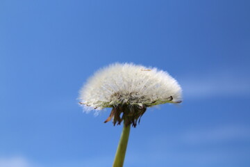 Mature dandelion surrounded by blue sky