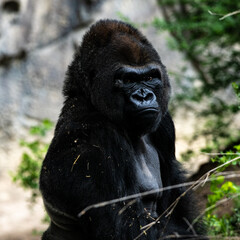 A gorilla waiting to feed 