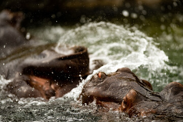 Hippopotamus wrestling in the water  