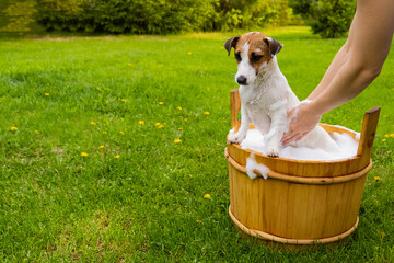 Woman washes her dog Jack Russell Terrier in a wooden tub outdoors. The hostess helps the pet to...