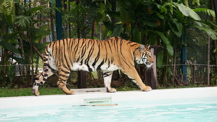 The tiger was walking  by the pool.