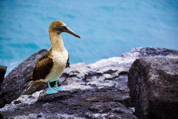 Patola-de-pés-azuis Galápagos