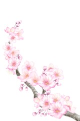 桜のイラスト素材