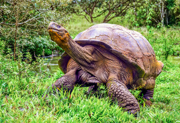 George Tartaruga Gigante de Galapagos