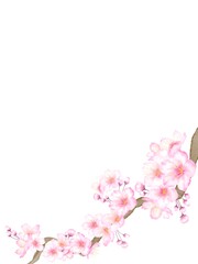 Fototapeta na wymiar 桜のイラスト素材
