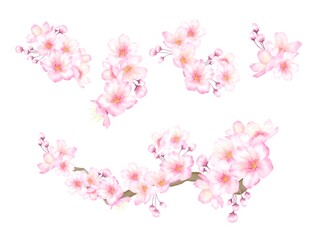 Obraz na płótnie Canvas 桜のイラスト素材