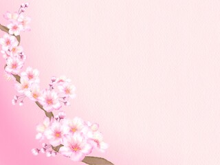 Fototapeta na wymiar 桜の花の背景素材
