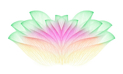 lotus isolated on white background.