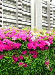 ツツジ咲く生垣とマンション風景