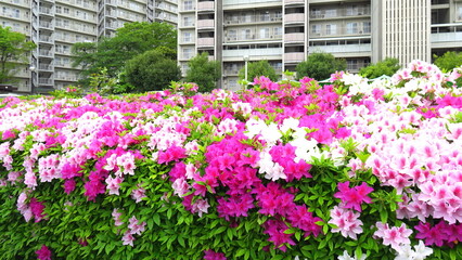 雨の日の躑躅咲く生垣とマンション風景