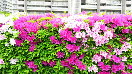 雨の日の躑躅咲く生垣とマンション風景
