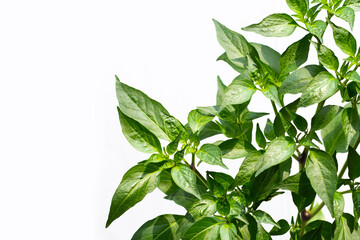Chili plant tree on white background.