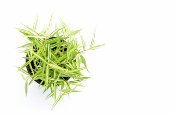 Green yellow plant in pot on white background. Top view of Thyrsostachys Siamensis Gamble or Cat bamboo