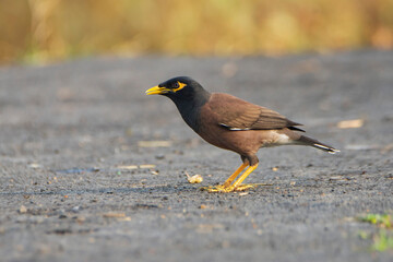 Common Myna on the ground.