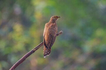 Eurasian Cuckoo perched on branch.