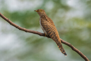 Eurasian Cuckoo perched on branch.