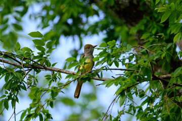 Fototapeta premium Great Crested Flycatcher Perched In Tree-5464