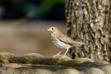 Hermit Thrush On Birdbath-5424
